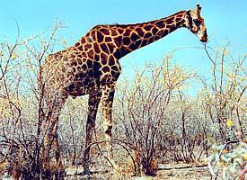 Dorniges Gestrüpp - kein Problem für Giraffen