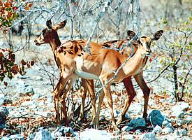 Impalas - eine Antilopenart - immer bereit zur Flucht