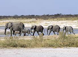 Elefantenfamilie auf dem Weg zum Wasserloch