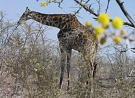 Giraffe in der Etoscha-Pfanne