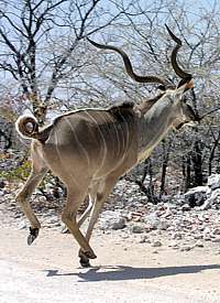 Kudu auf der Flucht