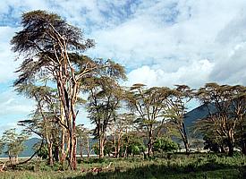 Dia-Show "Ngorongoro-Krater"
