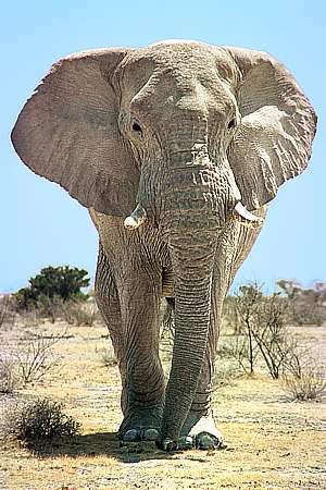 Elefantenbulle in der "Etoscha-Pfanne" / Namibia (2003)