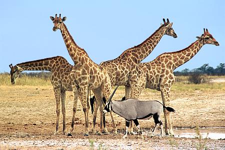 Giraffen in der "Etoscha-Pfanne" / Namibia (2003)