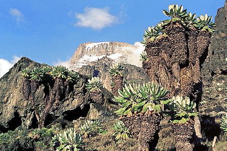 Noch zwei Tagesmärsche bis zum Gipfel / Kilimandscharo / Tansania (2004)