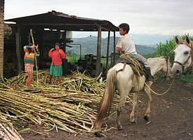 Bauern bei der Zuckerrohr-Ernte