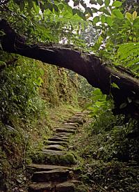 Mitten im Dschungel: die Treppe nach "Teyuna"