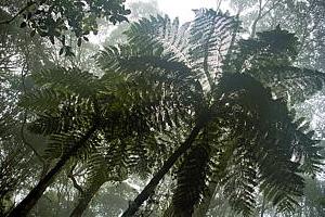 Riesenfarne im Regenwald