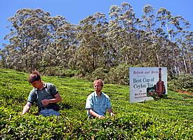 Tee-Pflanzungen bei "Nuwara Eliya"