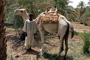 Ein junger Hirte und sein Kamel