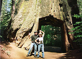 Tunnel durch den Stamm eines alten Mammutbaumes